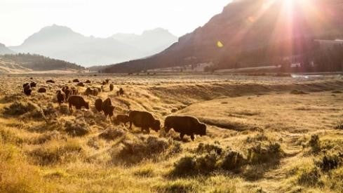 Five-day tour | A different Yellowstone Park | Round trip from Salt Lake City