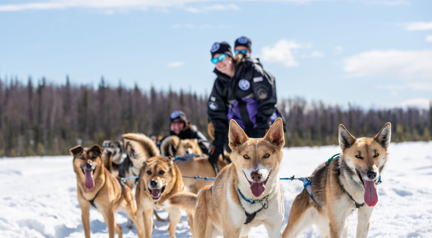 5 days | [⚡️Early Bird Special 95% off + Free 1 Night Aurora] [High-quality 14-person small group丨3 Aurora observations | SLR Aurora photography] US Travel Alaska Fairbanks Aurora Season + Various Snow Activities + City Tour + Chena Hot Springs