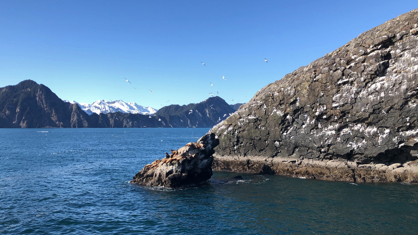 Four to nine days tour | All-inclusive Alaska summer classic exploration tour 