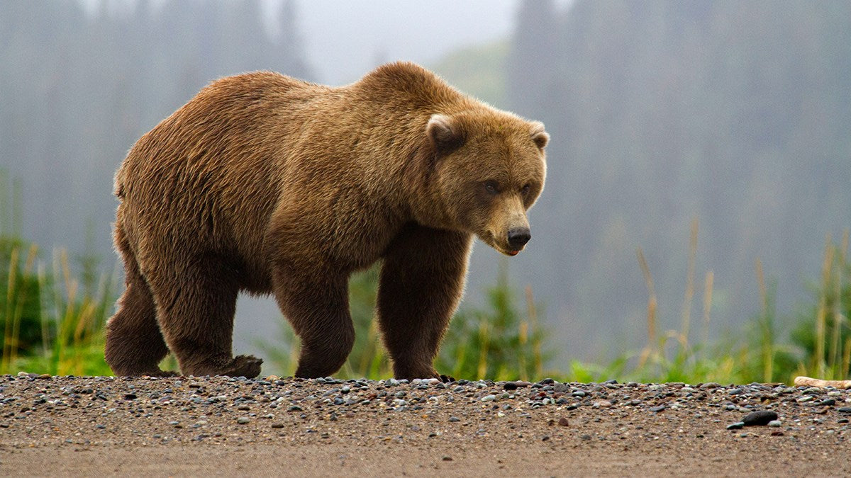 Four to nine days tour | All-inclusive Alaska summer classic exploration tour 