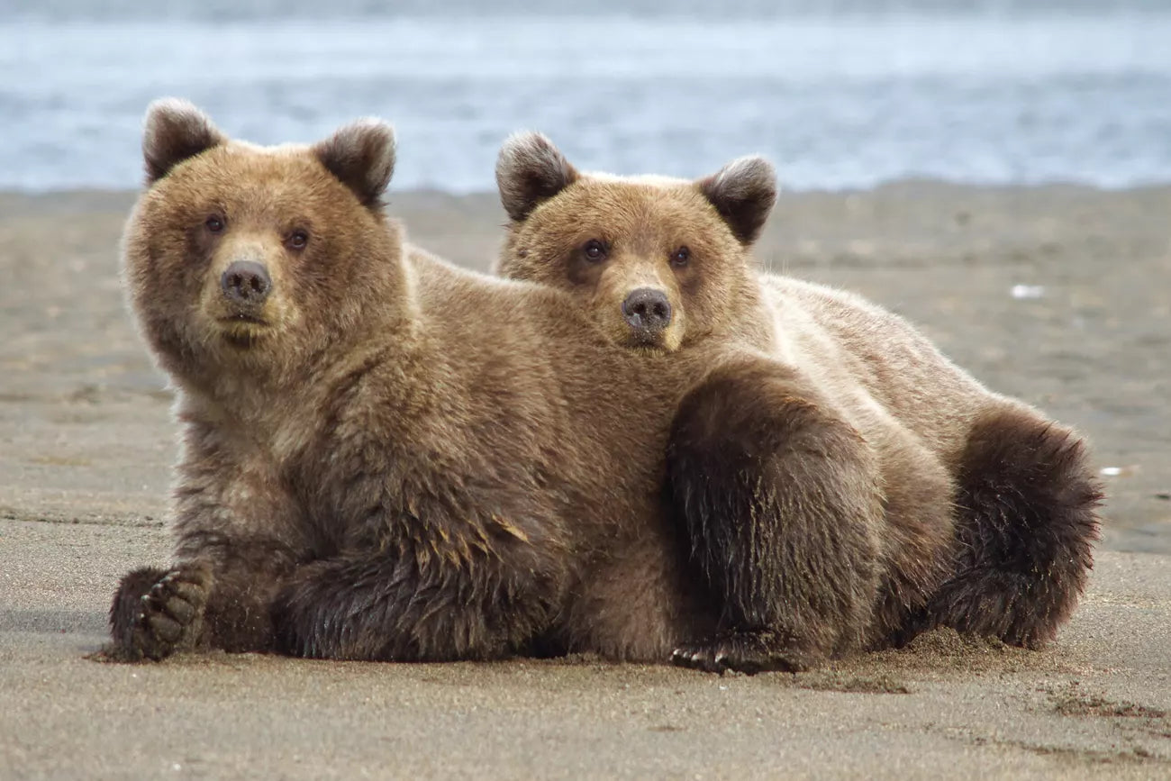 Four to nine days tour | All-inclusive Alaska summer classic exploration tour 